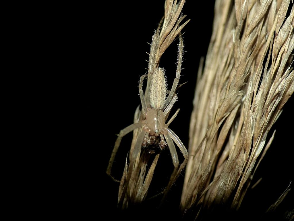 Passeggiate aracnologiche (di notte)
